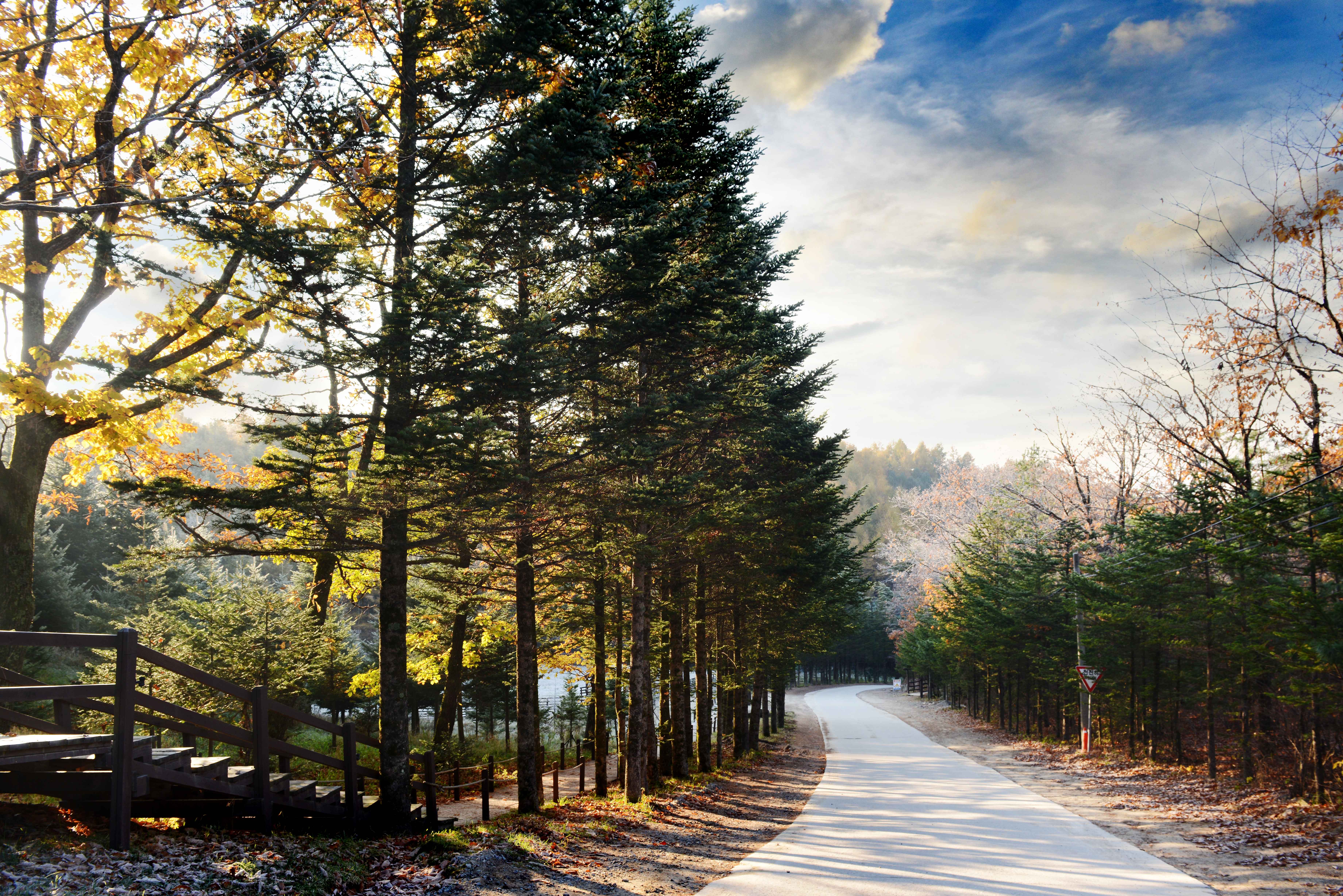 대관령 소나무숲길