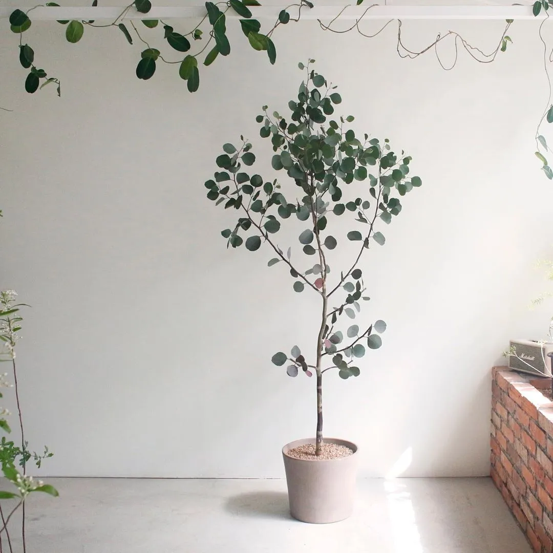 유칼립투스 물주기 향기유지 가지치기 환기관리 실내에서 키우는 요령_6