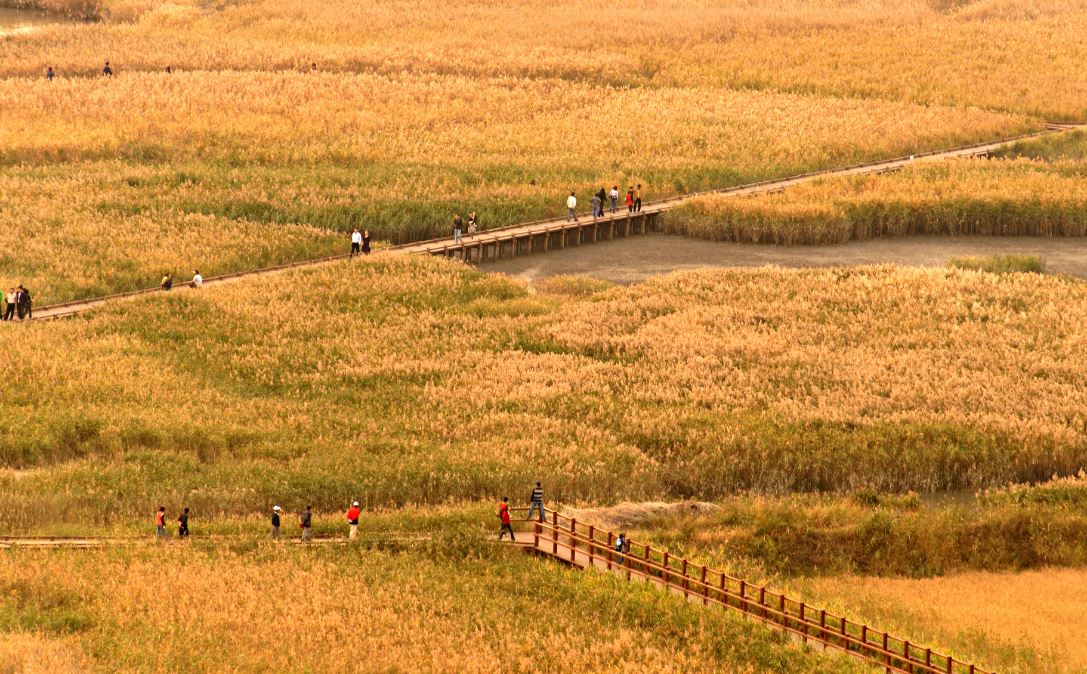 전남 순천만 갈대