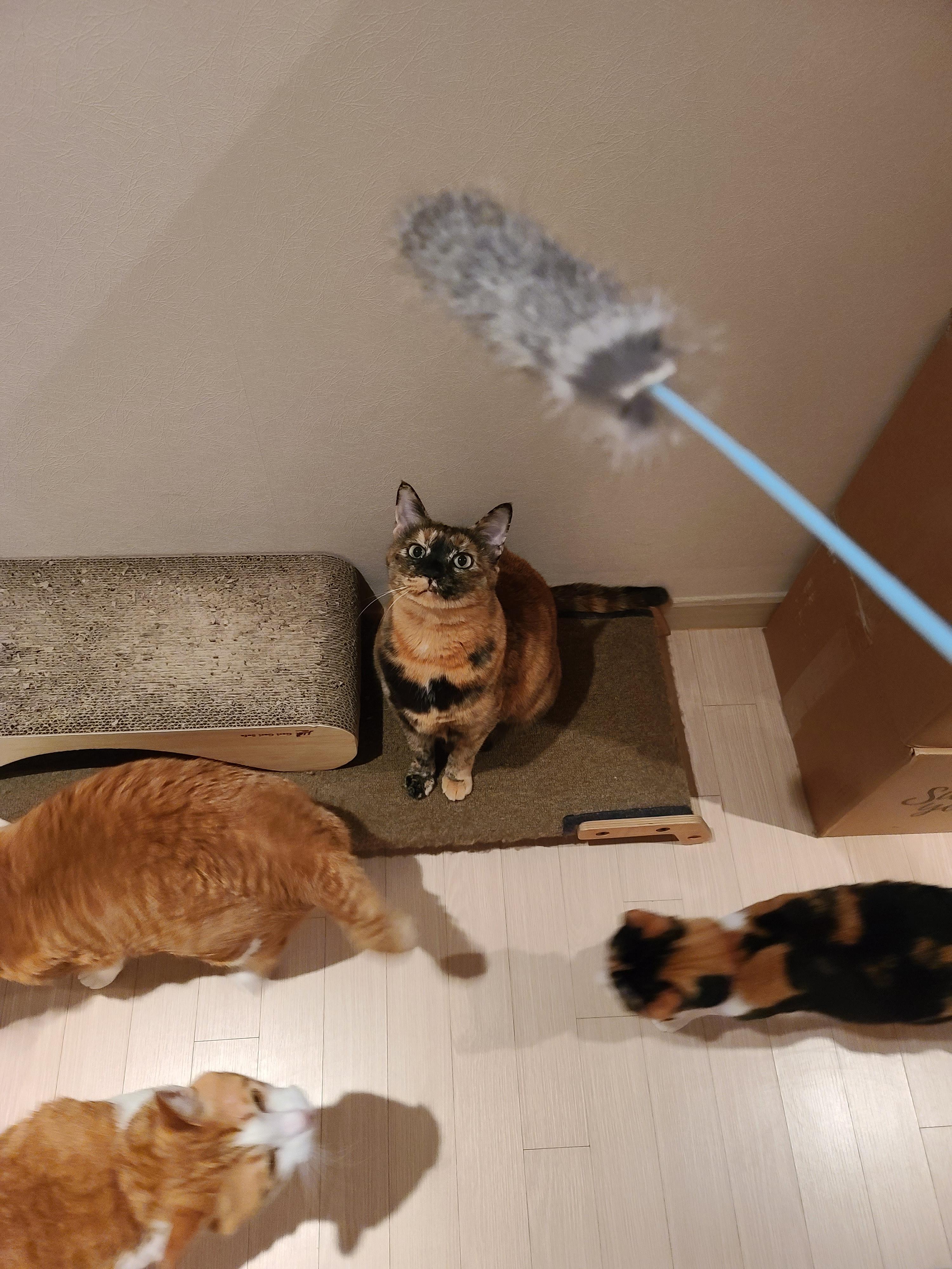 고양이 장난감의 기본! 오뎅꼬치를 샀다. 아홉마리고양이들의 오뎅꼬치 사냥.