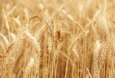 공익직불금 신청 자격