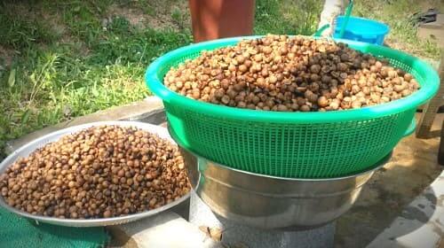 도토리가루-묵가루-앙금-만들기-만드는-방법-도토리-불리기-갈기