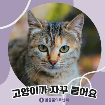 고양이 깨물고 핥아줄 때 관절 핥기 집사 눈물 핥는 의미_24