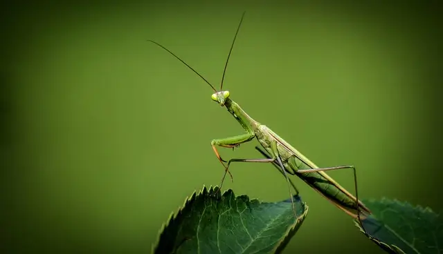 나뭇잎 위에 올라가 있는 사마귀