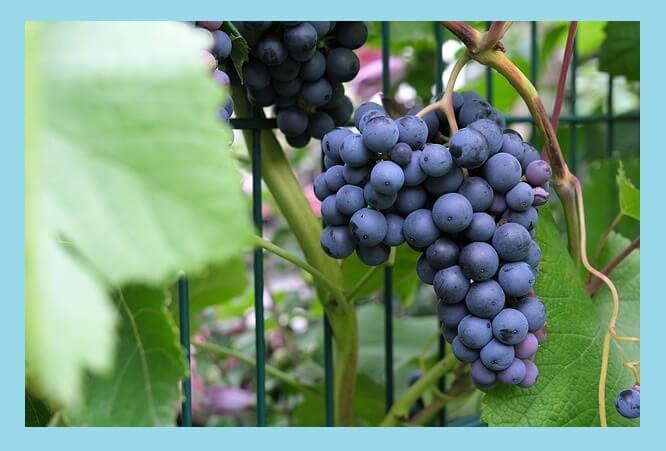 감기-피해야할-과일-포도