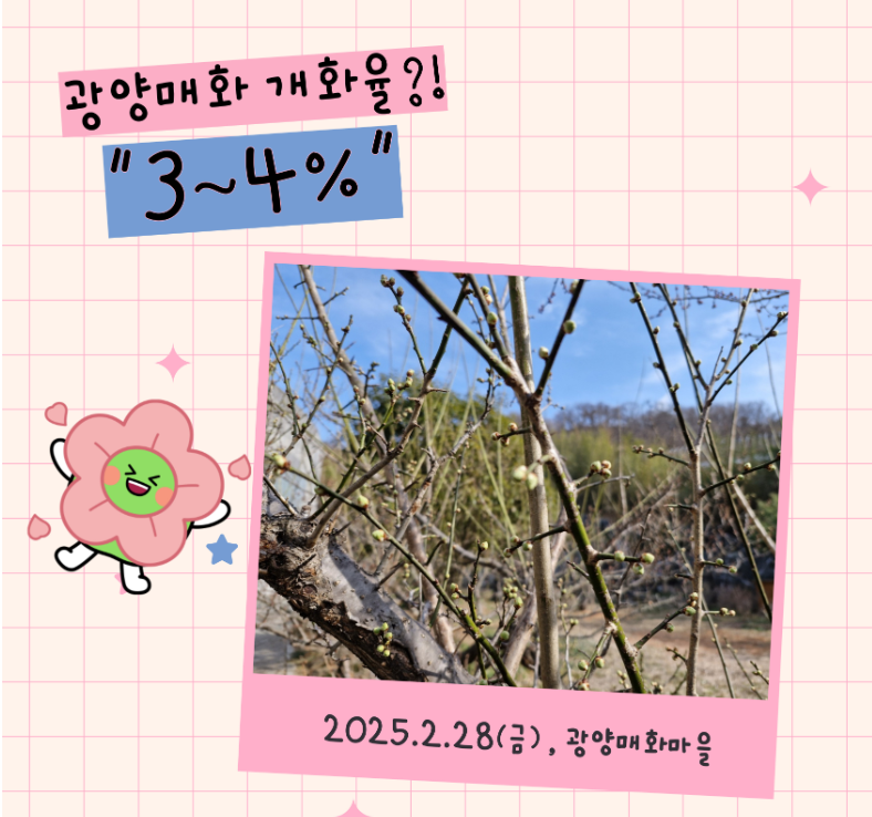 광양매화축제 2025 총정리 &ndash; 개화율, 교통, 주차, 입장료 정보