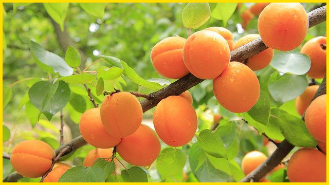 베타카로틴이 풍부한 살구 효능 8가지