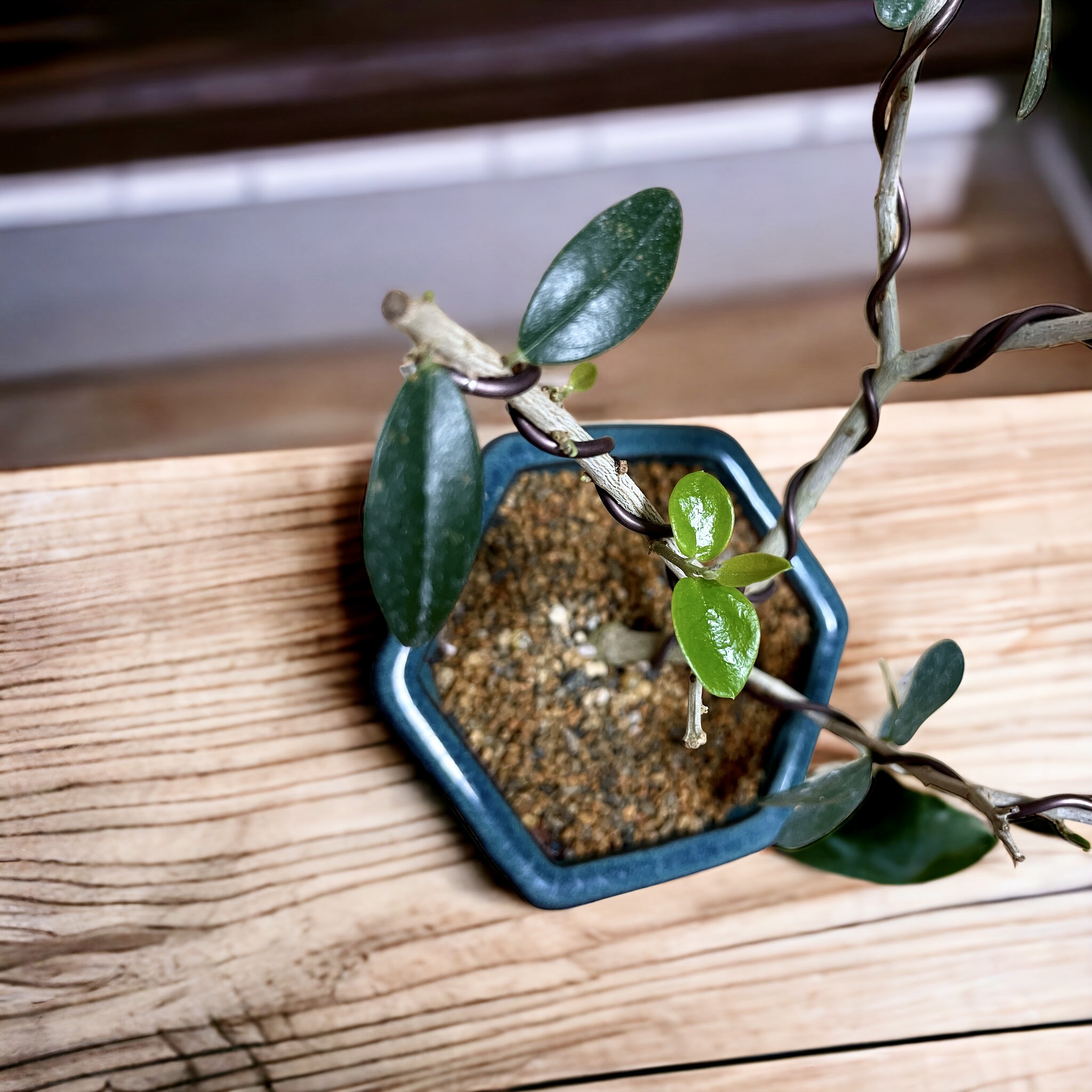 토스카 올리브나무