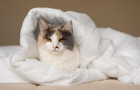 고양이를 위한 아로마 에센셜 오일 : 종류, 효능, 활용법