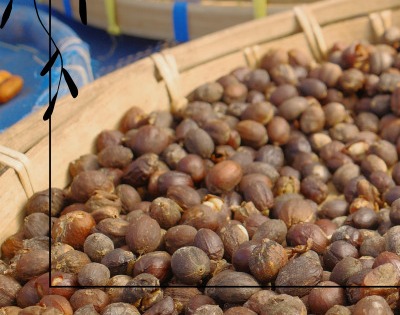 병아리콩 효능 부작용