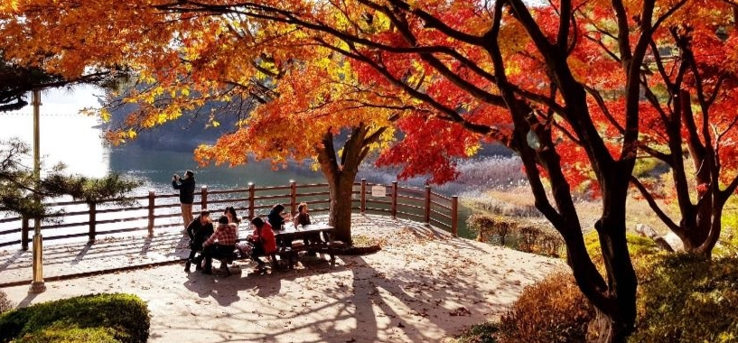 청남대 국화꽃 축제