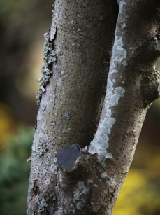 까마귀쪽나무 수피