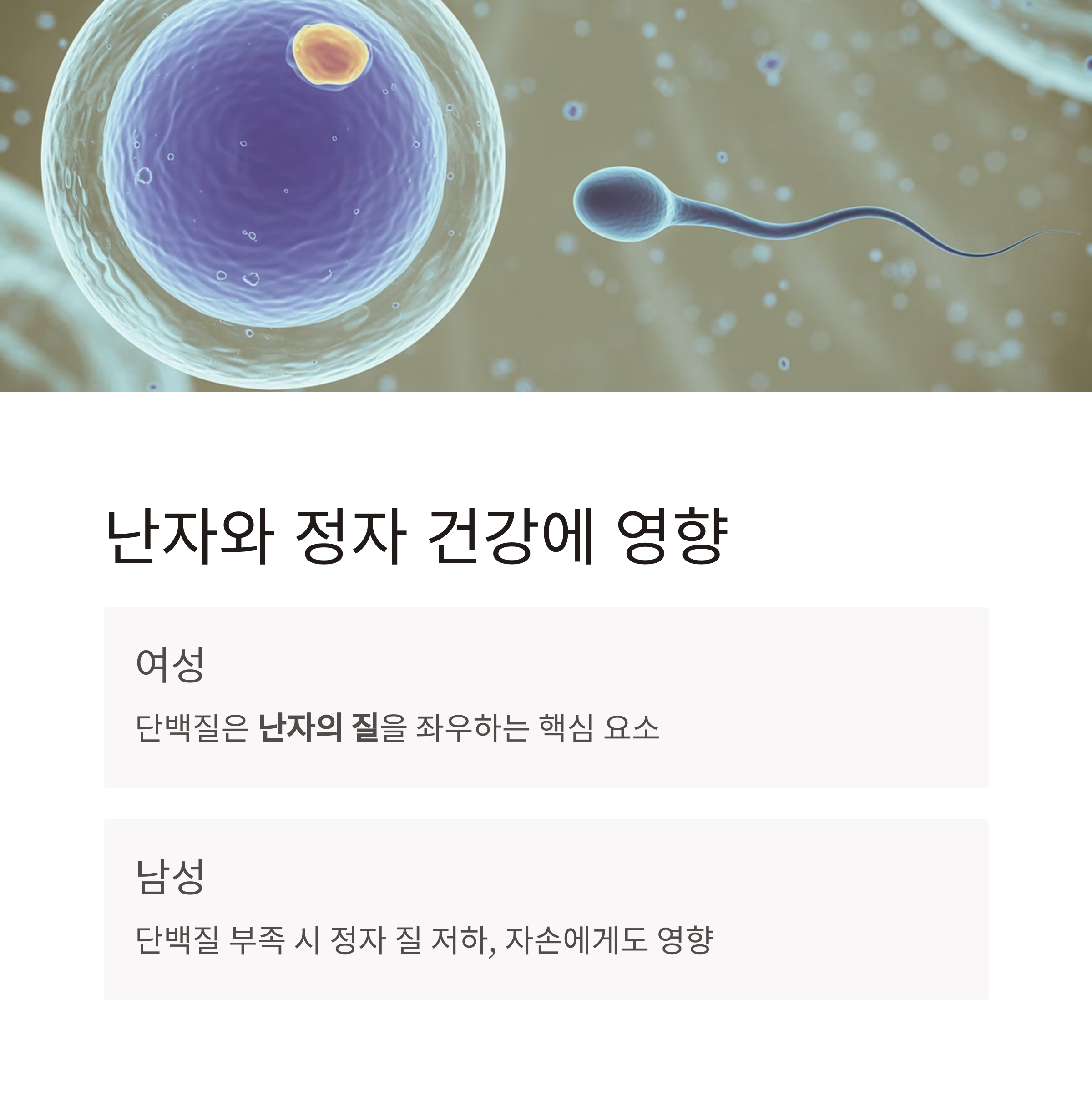 단백질이 남녀의 생식 건강에 영향을 미친다는 내용을 설명하며, 난자와 정자의 이미지를 활용한 인포그래픽