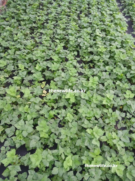 참나물 효능의 기본이 되는 성질과 제철 시기를 보여주는 실사진