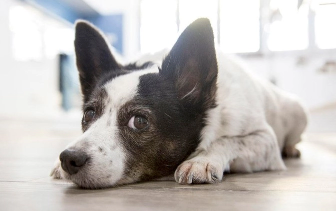 강아지 관절염 치료