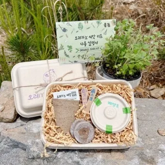 오레가노 재배 삽목 번식 통풍 관리 잎 수확_8