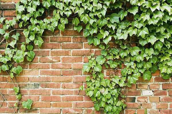 담벼락을 기대고 있는 담쟁이 덩굴 을목