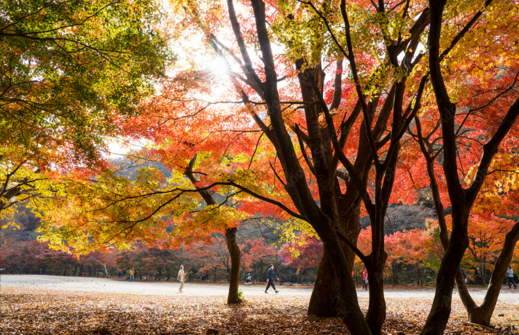 내장산국립공원 단풍 절경