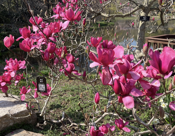 2025 천리포수목원 목련축제 일정 기간 요금 주변 코스