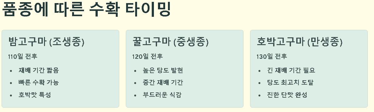 고구마 수확시기