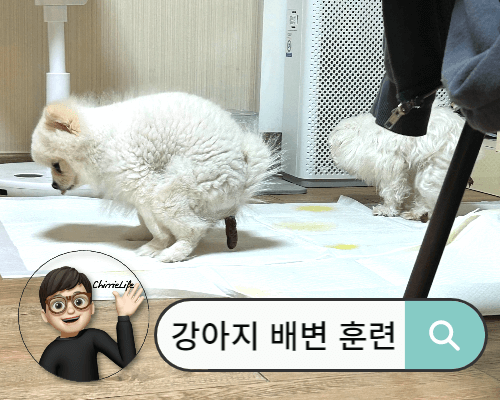 똥 싸고 있는 강아지