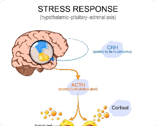 스트레스 상황에서 코르티솔이 뇌 기능에 영향을 주는 과정 표현