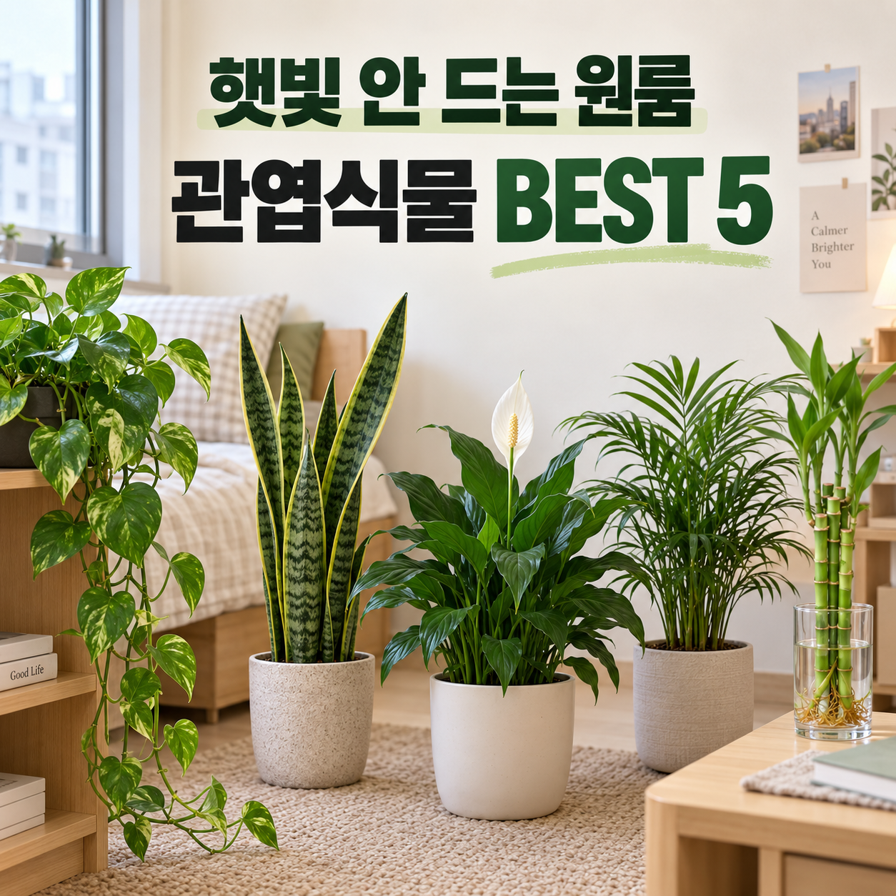 햇빛 안 드는 원룸에서도 잘 자라는 관엽식물 BEST 5