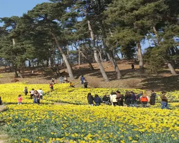 서산 유기방 가옥 수선화 축제_21