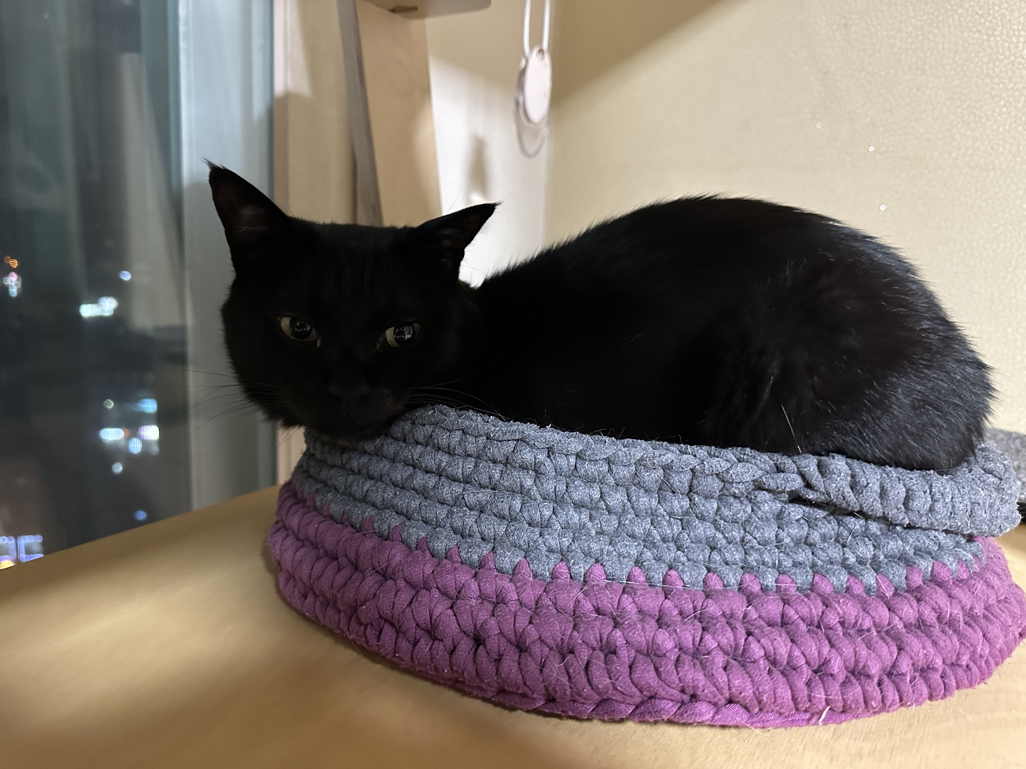 센티한 건이 모음.. (feat. 문화생활 즐기는 고양이 건이)