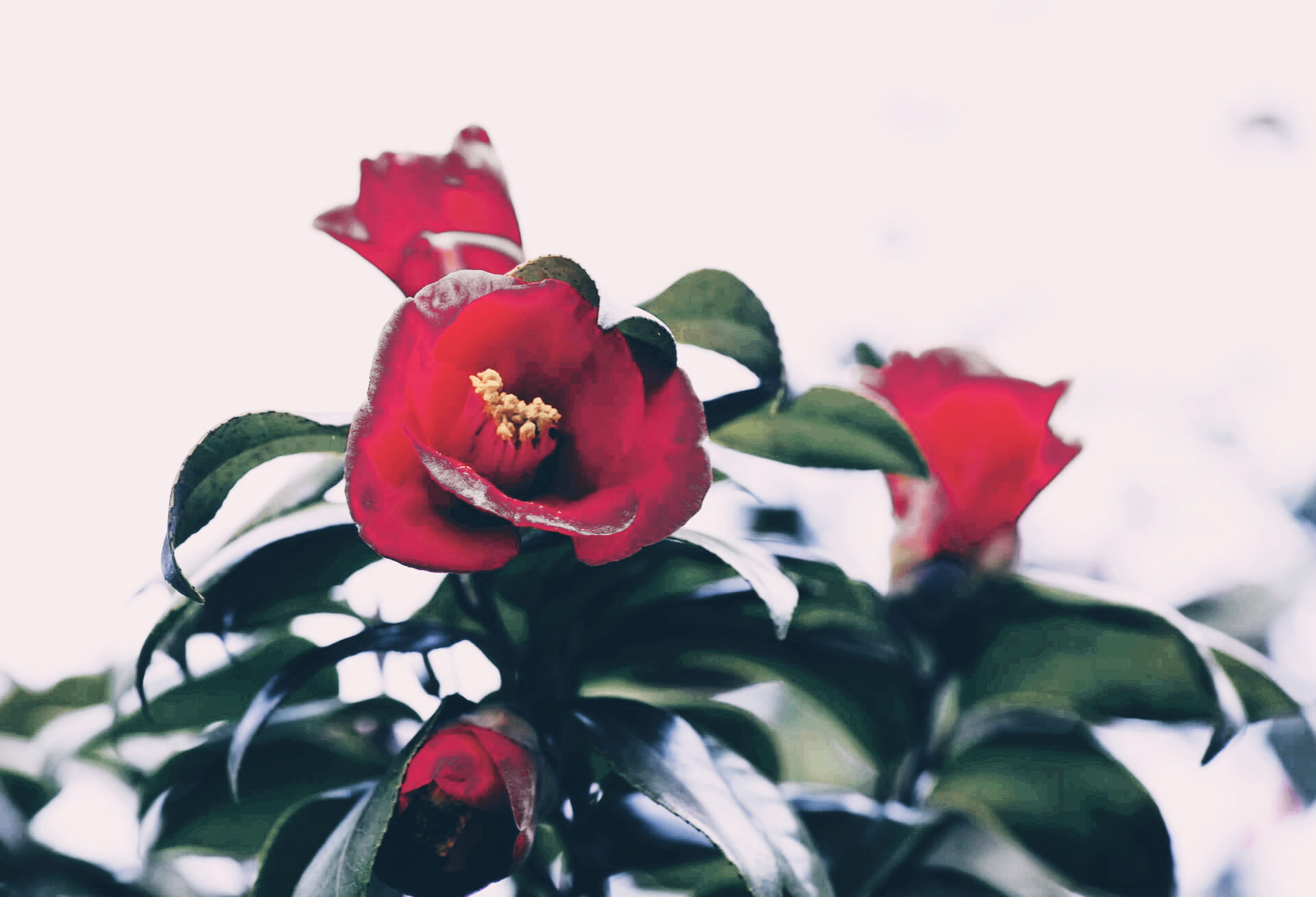 겨울꽃차, 동백꽃