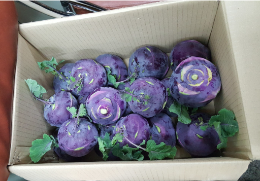 생거진천 이원농장 콜라비