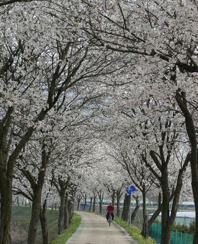 충북 보은 벚꽃길 축제