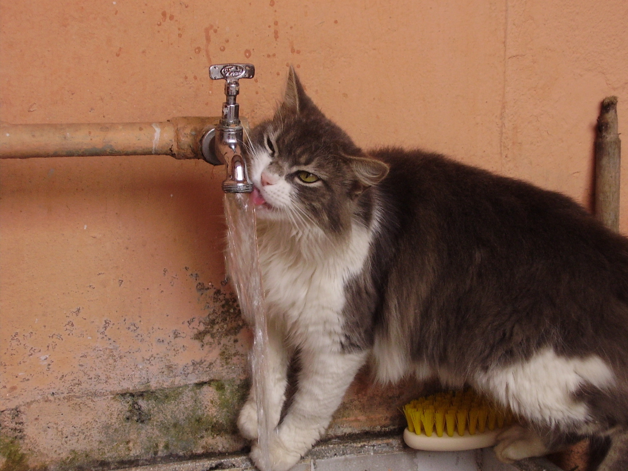 고양이 생식 관련 사진