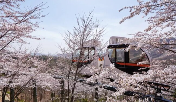2026 화담숲 봄시즌 예약방법 시즌 기간 모노레일 입장료 꿀팁 정리