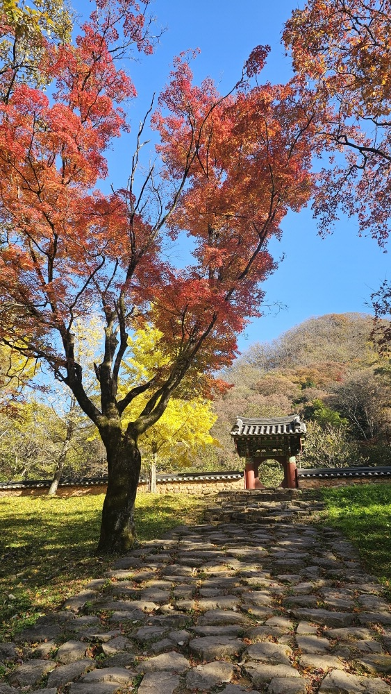 전북 정읍 백양사 가을 트레킹 : 늦가을 단풍 산책코스 &amp; 백학봉 포토존 추천