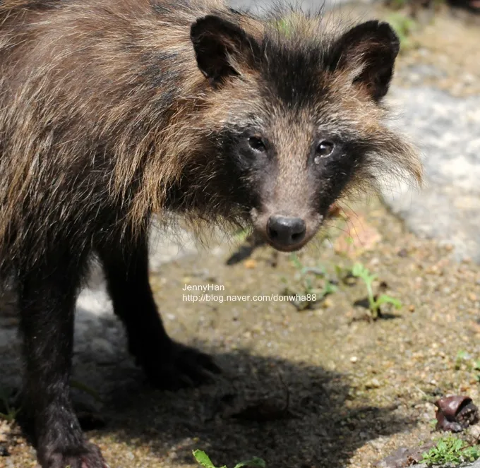 야생 너구리 도시 특징 매력 성격_5