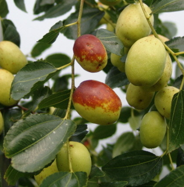 대추 효능과 부작용 고르는법 칼로리