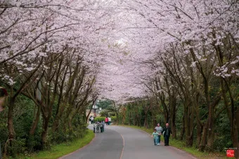 제주 벚꽃 명소 추천 아무도 모르는 명소_13