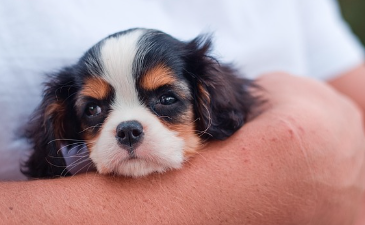 강아지 사료 종류 및 의미 (홀리스틱,그레인프리,휴먼그레이드)