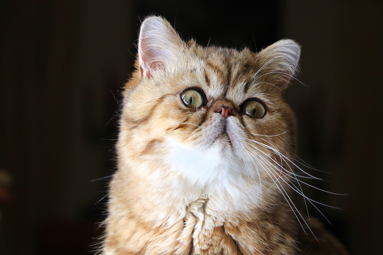엑조틱 쇼트헤어(Exotic Shorthair)