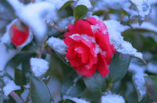 겨울 꽃 동백나무