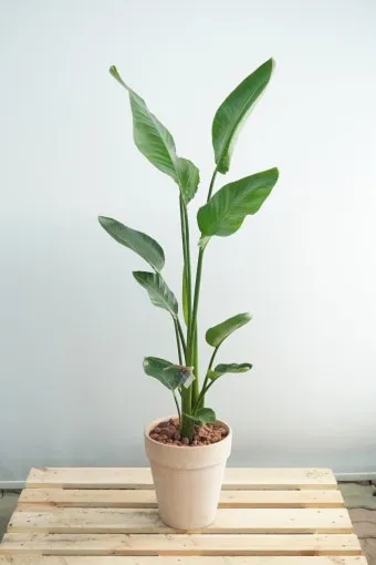 화분 잎끝마름 해결 습도관리 분무타이밍 물주기조절 실내가습 요령_8