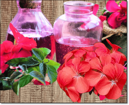 제라늄 로즈라라늄오일