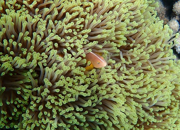 산호초와 미세 플라스틱: 바다의 숲이 사라지는 이유"