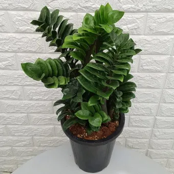 보석금전수 물주기 키우기 잎꽂이 꽃 노란잎 관리 재물운_3