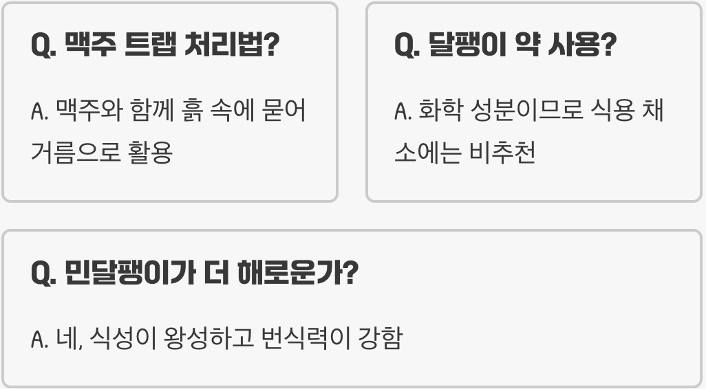 텃밭 상추 갉아먹는 달팽이, 친환경으로 퇴치하는 5가지 꿀팁 (맥주 트랩 효과)
