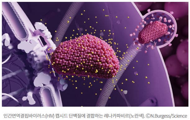 💉 의학 혁신의 중심에 선 두 발견 : 에이즈 예방주사&amp;자가면역질환 치료