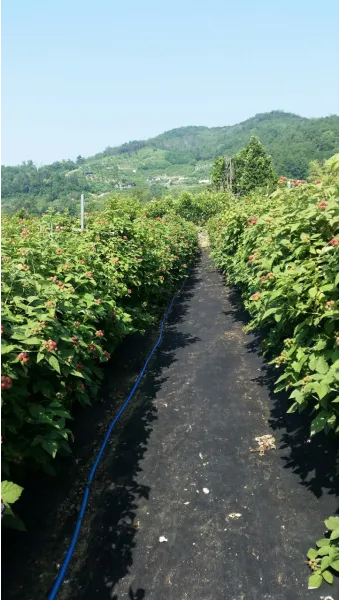 복분자 재배 지주 세우기 가지치기 병해 예방_6