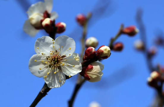 전남 광양 구례 매화마을 매화축제 안내