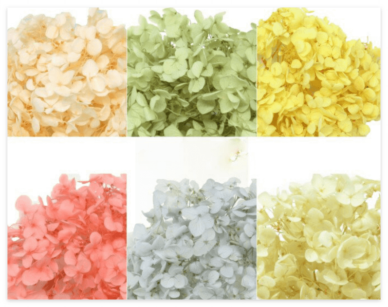 미국수국 개화시기 꽃말 물주기 키우는법 알아보기